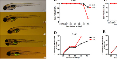 无菌斑马鱼模型的细菌接种参数优化