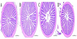 混合植物蛋白源替代鱼粉对珍珠龙胆石斑鱼生长、脂肪代谢和免疫功能的调控