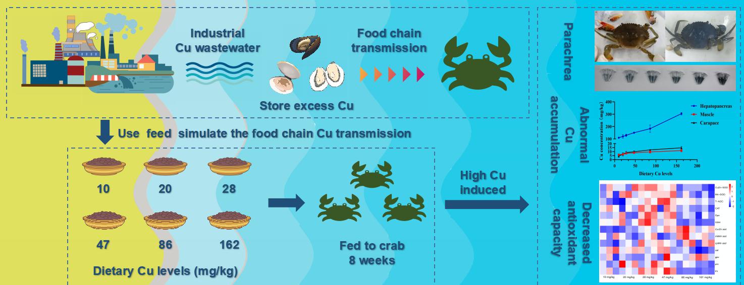 饲料铜水平对拟穴青蟹着色、铜沉积和抗氧化能力的研究