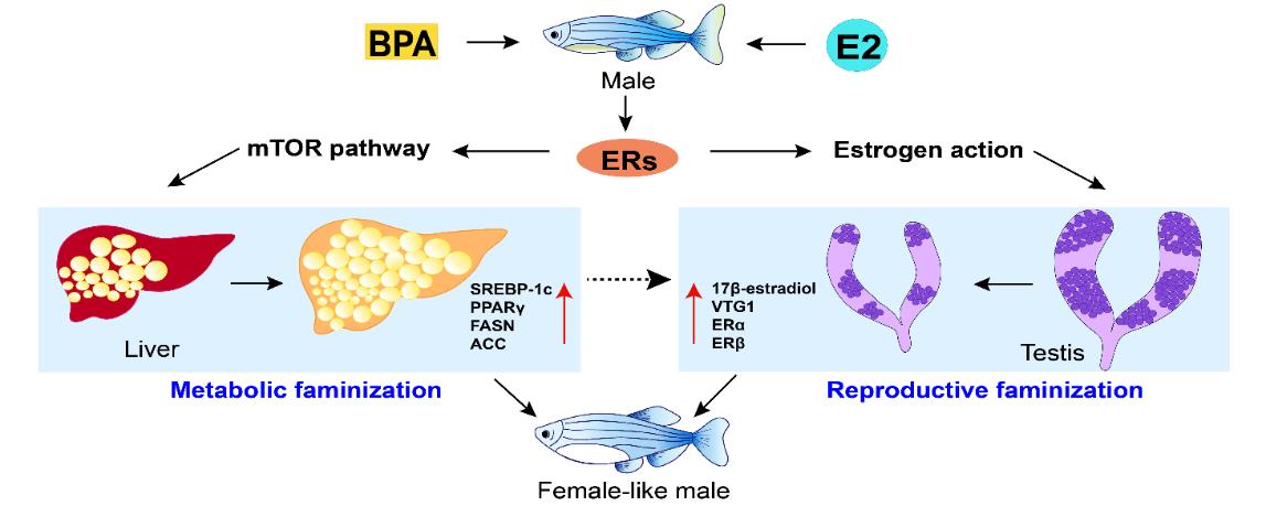 代谢雌性化-雌激素将雄鱼的脂代谢模式转变为雌鱼代谢模式