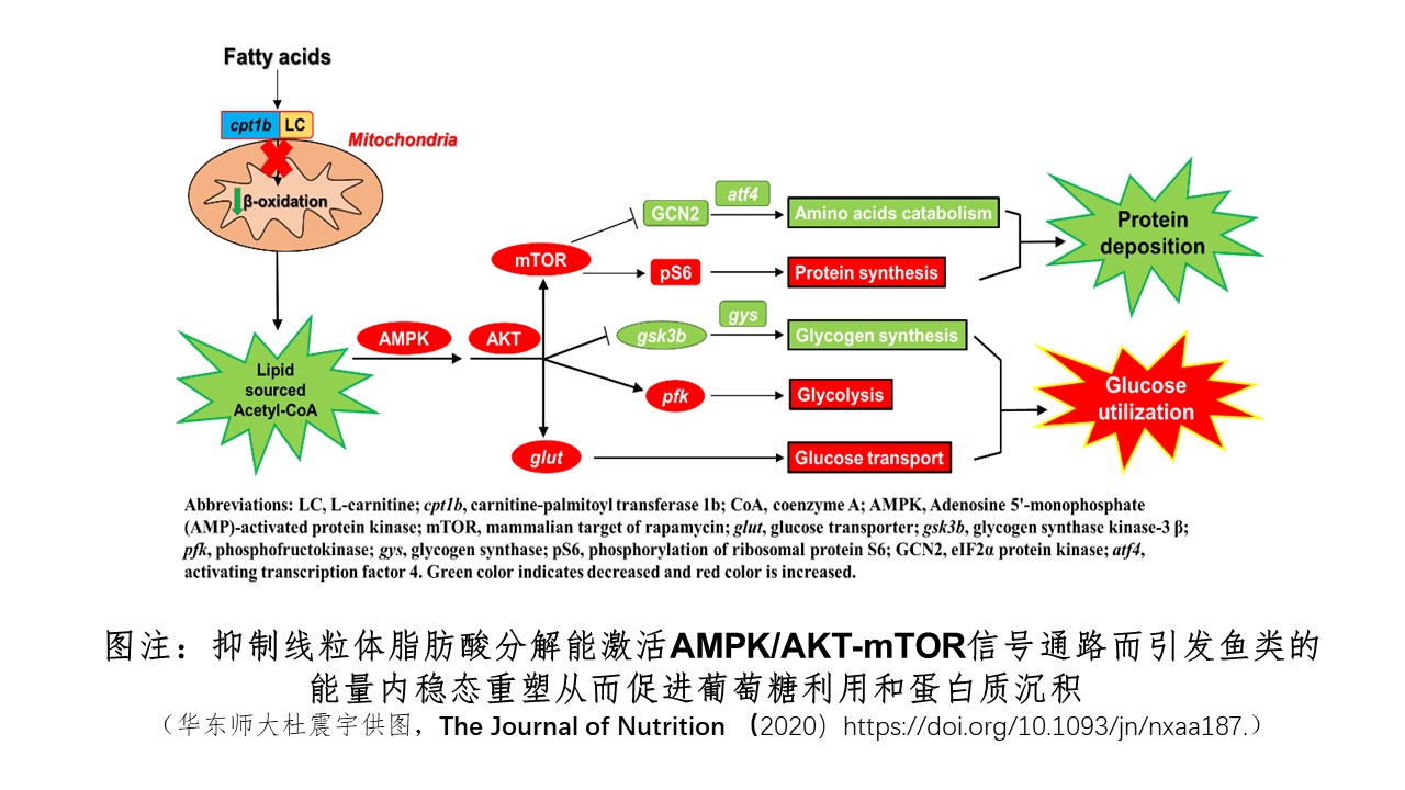 线粒体脂肪酸 β-氧化在鱼类能量内稳态调控中的作用研究