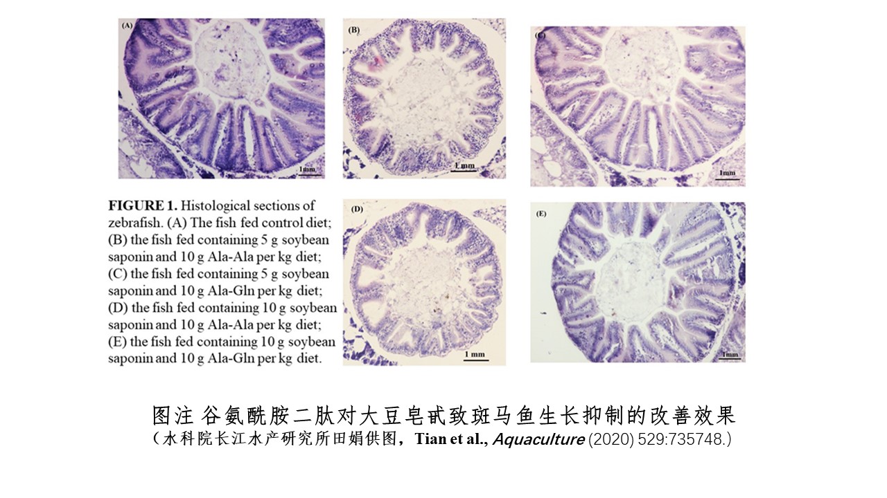 谷氨酰胺二肽对改善大豆皂甙引起的斑马鱼生长抑制的效果及机制研究