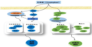 色氨酸调控鱼类抗氧化和免疫能力研究