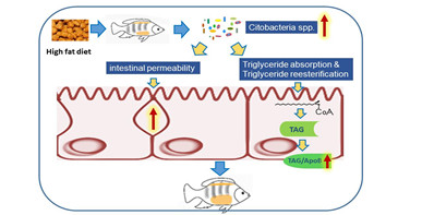肠道菌群在高脂饲料诱导罗非鱼体脂沉积中的作用机制