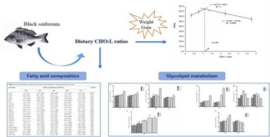 饲料中糖脂比对黑鲷幼鱼生长性能、肌肉脂肪酸组成和糖脂代谢的影响