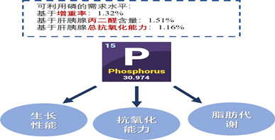 饲料磷调控中华绒螯蟹抗氧化能力和脂肪代谢研究