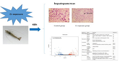 凡纳滨对虾肝胰腺对水体铬元素胁迫应答的分子机制