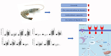 饲料锌水平对凡纳滨对虾脂质分解影响的机制研究