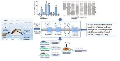 阐明鱼类SLC20s家族成员的转录调控机制及对磷的响应