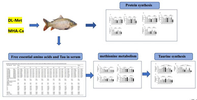 蛋氨酸对鲤鱼生长、氨基酸水平和代谢相关基因表达的影响