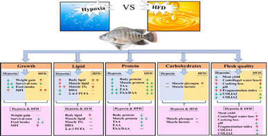 阐明缺氧和高脂摄入对罗非鱼生长与鱼肉品质的联合效应