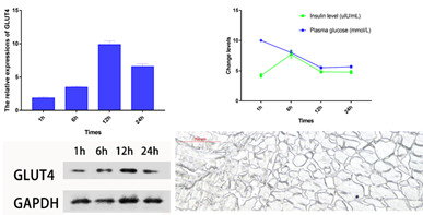 GLUT4表达滞后可能是团头鲂血糖不耐受的重要原因