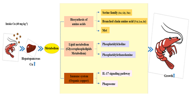 饲料中铜提高凡纳滨对虾生长性状、调控氨基酸和甘油磷脂代谢