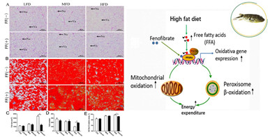 非诺贝特对暗纹东方鲀脂代谢的调节依赖于饲料脂质含量