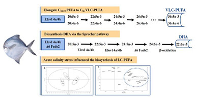 银鲳长链多不饱和脂肪酸生物合成关键酶Elovl4鉴定及其对盐度响应