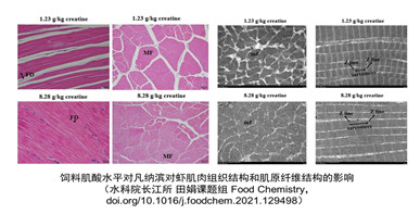 肌酸可显著改善淡水养殖凡纳滨对虾的肌肉品质