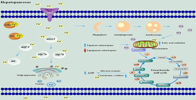 铜介导凡纳滨对虾肝胰腺脂肪分解和细胞自噬调节能量生成