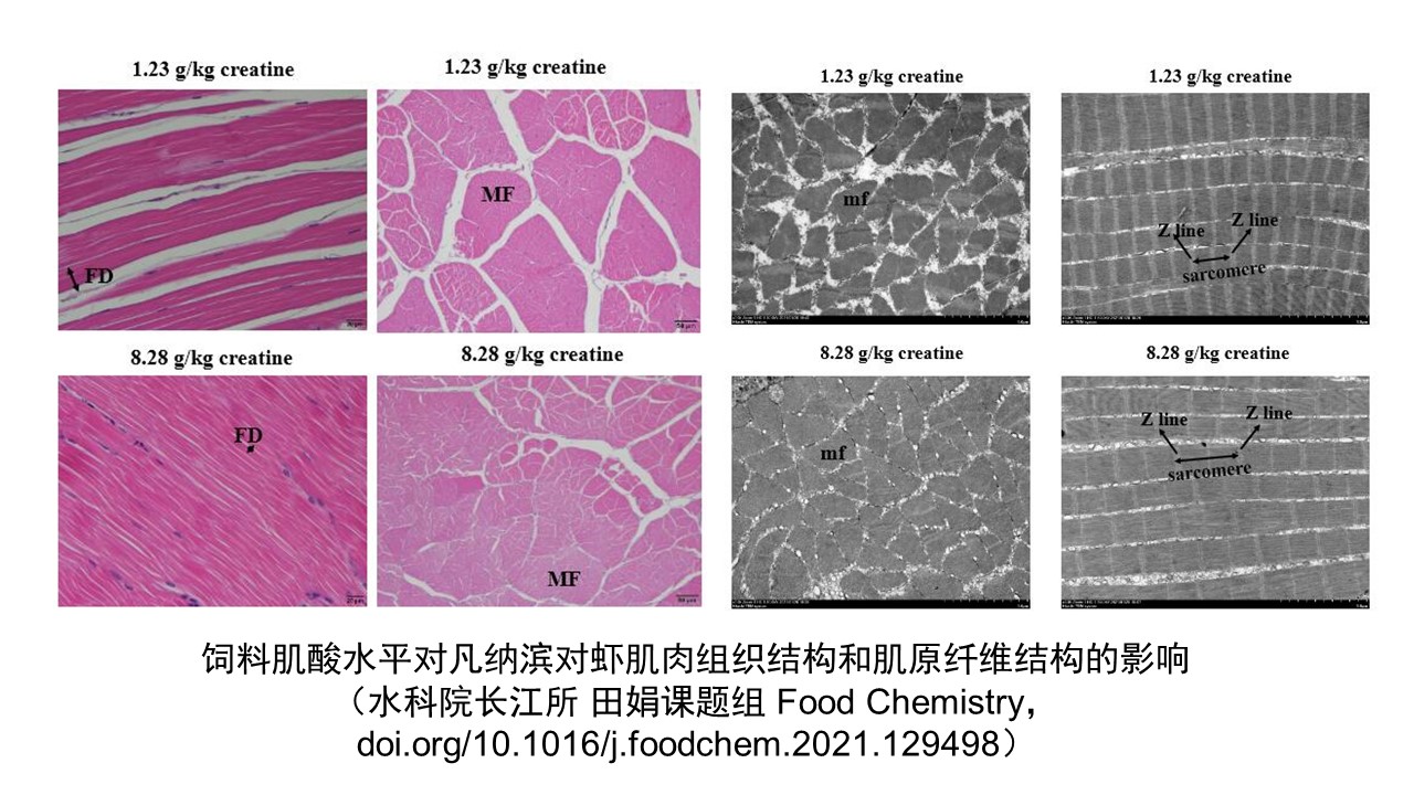 肌酸影响南美白对虾肌肉品质.JPG