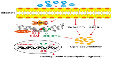 饲料硒通过激活内质网应激影响黄颡鱼硒蛋白表达和脂类代谢