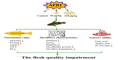 黄曲霉毒素通过降低鱼肉营养价值和改变肌纤维特性损害黄颡鱼肉质