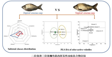 二倍体白鲫和三倍体湘云鲫肌肉挥发性风味物质存在明显差异