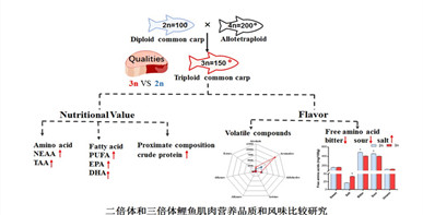 杂交可有效改善鲤鱼的肌肉营养价值和风味品质