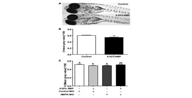 核苷酸可通过激活AMPK信号通路降低斑马鱼肝脏脂积累