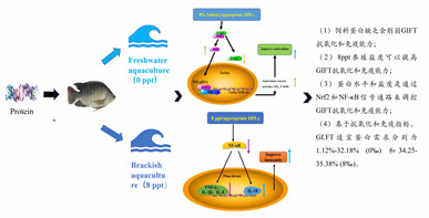 摄入蛋白不足会影响吉富罗非鱼的免疫和抗氧化能力