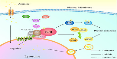 SLC38A9是精氨酸调控皱纹盘鲍TOR信号通路的正向调控因子