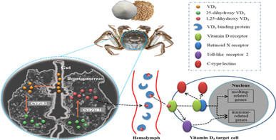 维生素D3通过VDR调控中华绒螯蟹幼蟹生长、蜕壳及免疫力