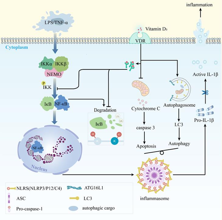 张文兵成果-cell Biology.jpg