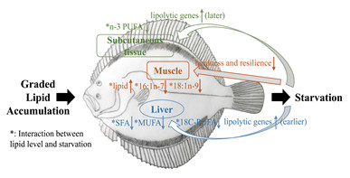 不同脂肪蓄积水平对大菱鲆鱼体组织脂肪酸供能机制和肉质的影响
