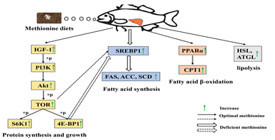 蛋氨酸可通过IGF-1/PI3K/TOR信号通路促进草鱼稚鱼生长