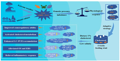 胆固醇对广盐性海洋鱼类在低盐环境适应过程中具有重要营养调控作用