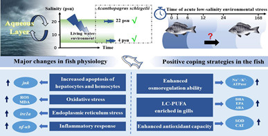 黑鲷对急性低盐环境变化的生理响应及适应策略具有时间依赖效应