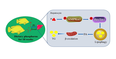 饲料磷可通过激活AMPK信号通路降低罗非鱼肝脏脂质沉积