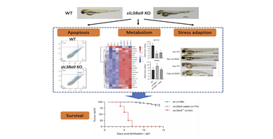 精氨酸感知因子slc38a9调控斑马鱼生长发育、缺氧应激和营养代谢稳态