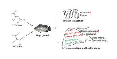 亮氨酸和缬氨酸的交互作用影响罗非鱼的生长及肝脏糖脂代谢