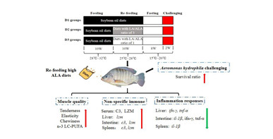 再投喂ALA饲料有益于提升越冬期罗非鱼抗低温胁迫和抗病能力