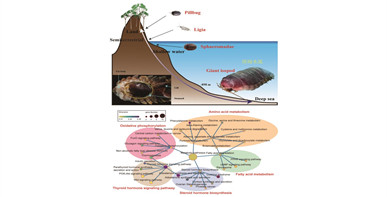 深海水虱基因组破译及体型巨大化和营养高效利用机制解析