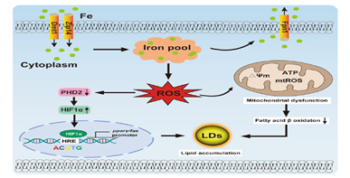 铁通过氧化应激介导线粒体功能障碍和HIF1α-PPARγ途径增加脂质沉积