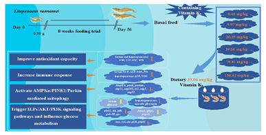 维生素K3可激活凡纳滨对虾线粒体自噬，提高抗氧化能力和免疫力