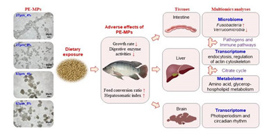 饲料聚乙烯微塑料对吉富罗非鱼生长、代谢及肠道菌群的影响