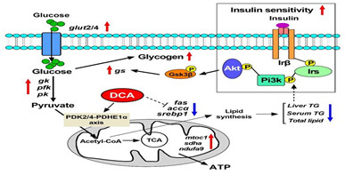 PDK-PDHE1α轴：改善鱼类糖利用能力的可能调控靶标