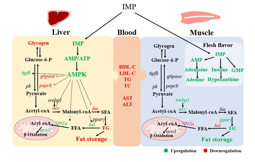 刘昊昆-饲料中添加肌苷酸改善异育银鲫肝脏健康和肌肉品质的作用机制.jpg