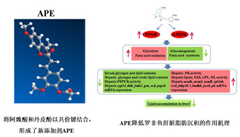 乙酰阿魏酸丹皮酚酯可降低尼罗罗非鱼肝脏脂质积累