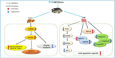 罗非鱼适应冷胁迫的肝脏营养代谢和鳃免疫反应