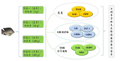 吉富罗非鱼在不同季节生长阶段的精准蛋白质需求研究